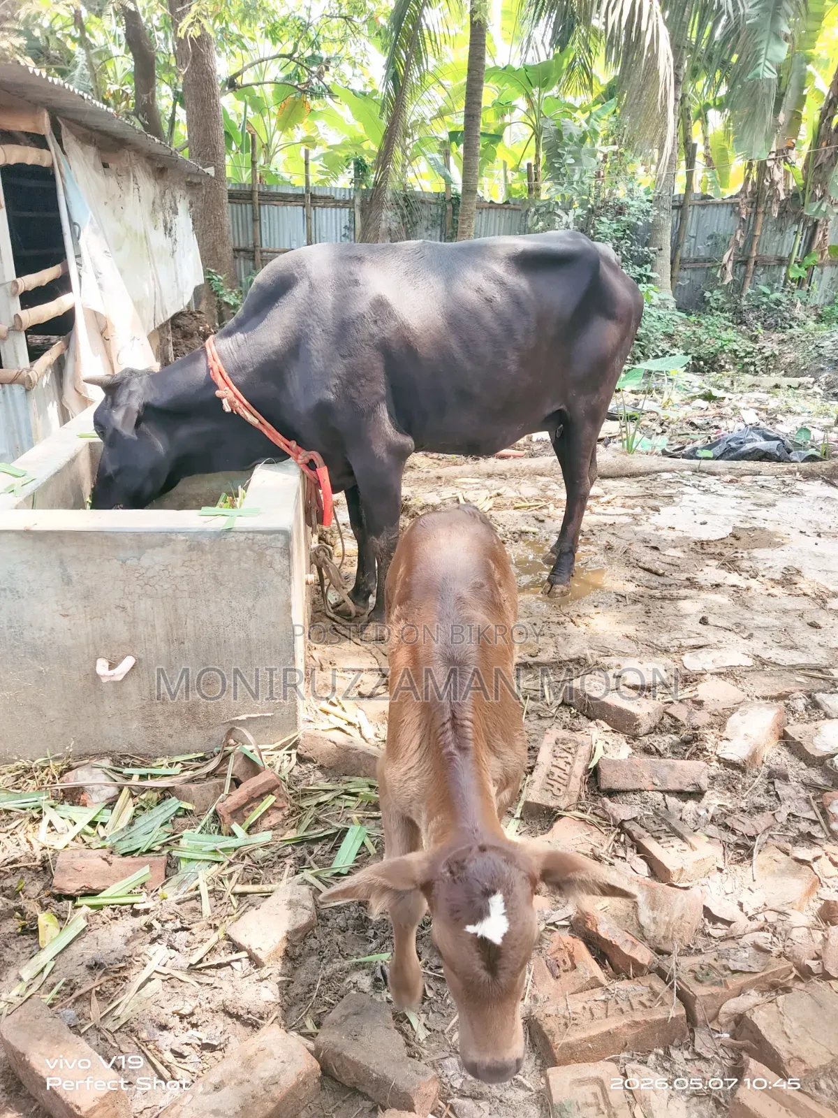 গরু ও বাছুর বিক্রি