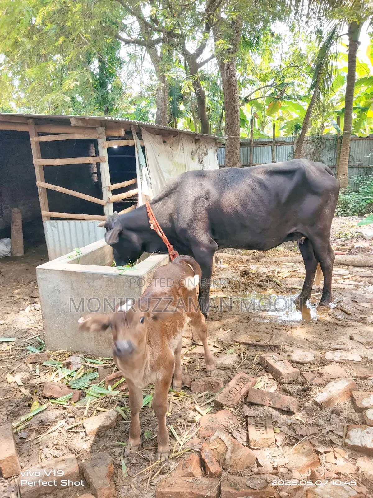 গরু ও বাছুর বিক্রি