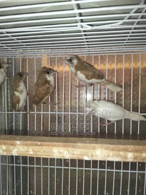 Bengali Finch