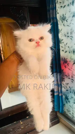 1-3 months Male Purebred Persian