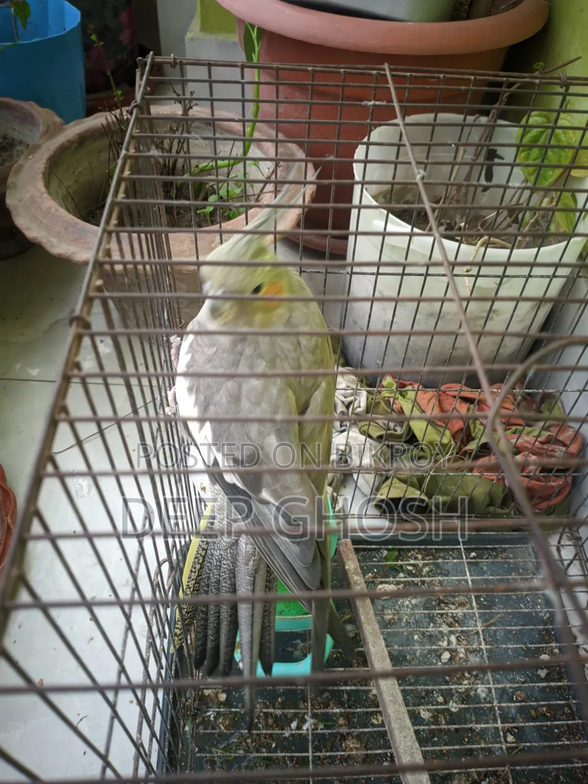 ককাটেইল পাখি