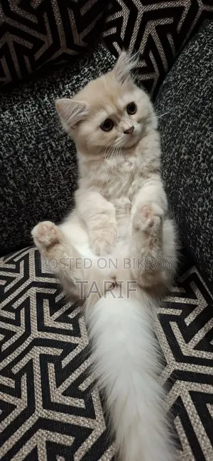 1-3 Months Female Purebred Persian