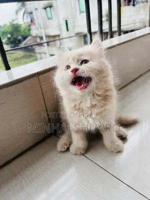 1-3 Months Male Purebred Persian