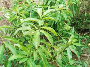 Insulin Plant (Diabetes Plant)
