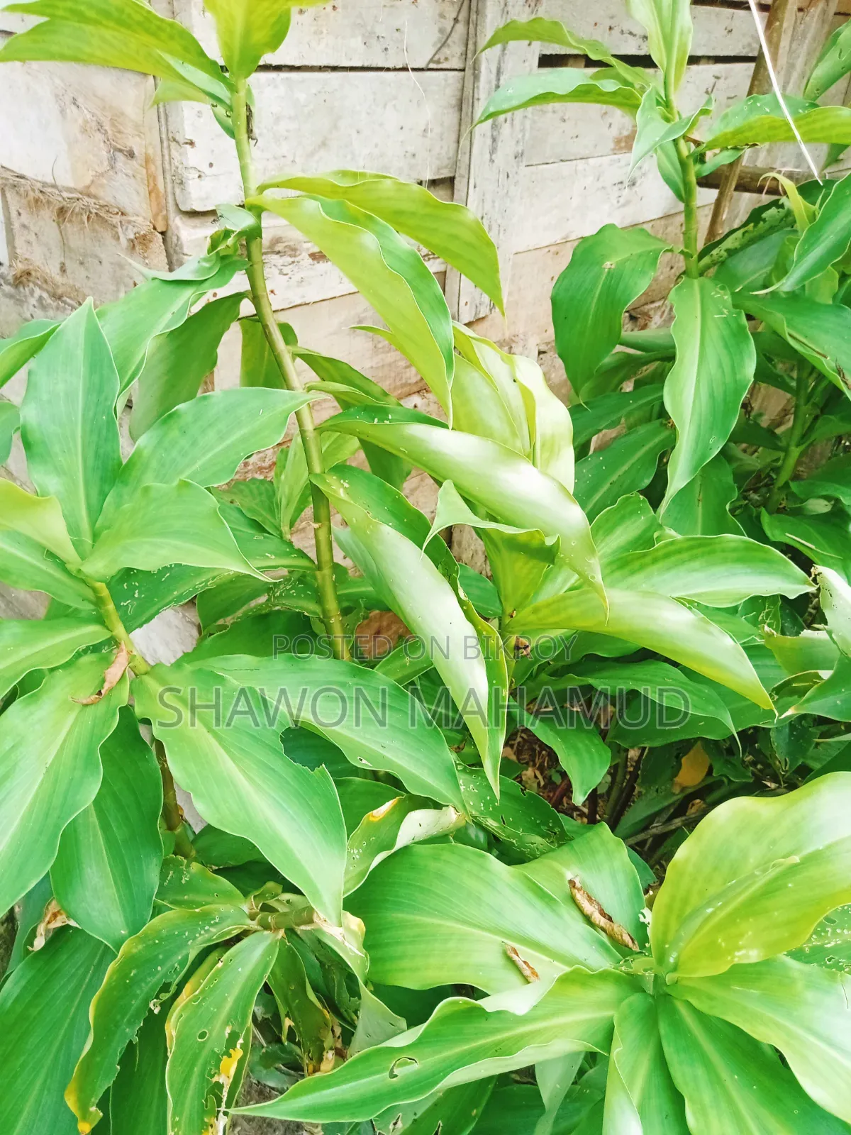 Insulin Plant (Diabetes Plant)