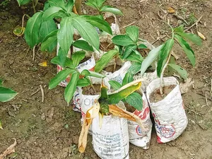 Insulin Plant (Diabetes Plant)