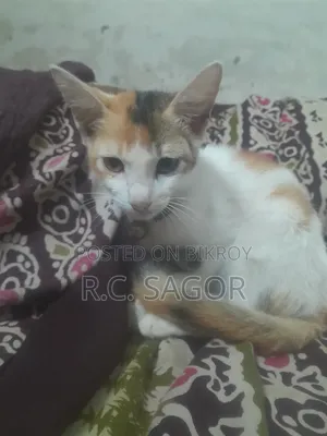 1-3 Months Female Mixed Breed Bengal
