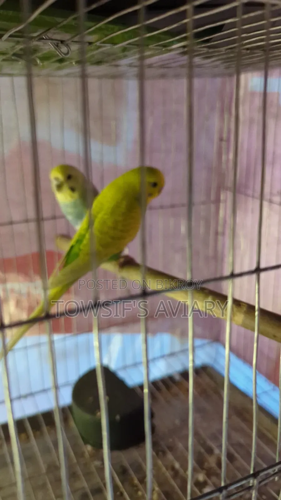 Rainbow Budgies Pair