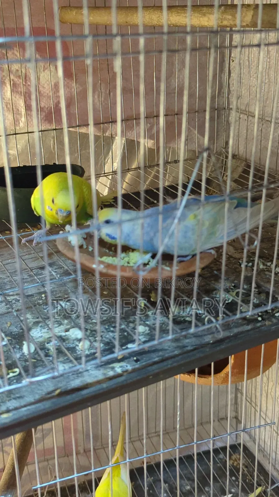 Rainbow Budgies Pair