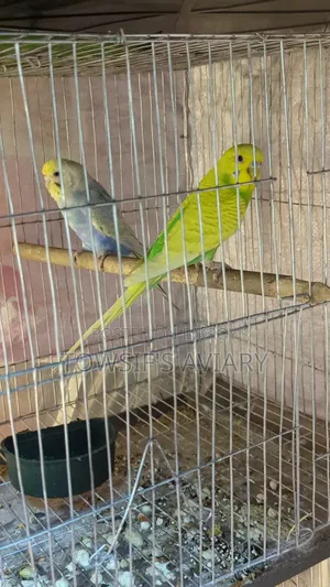 Rainbow Budgies Pair
