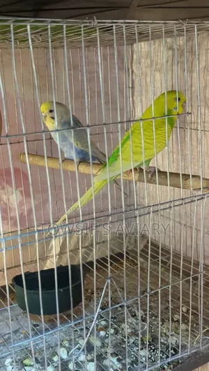 Rainbow Budgies Pair