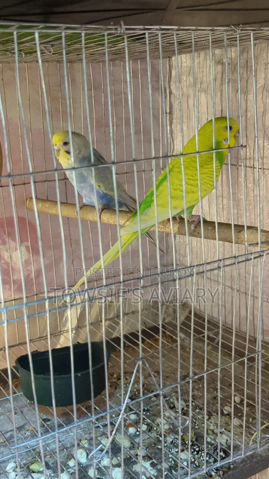 Rainbow Budgies Pair