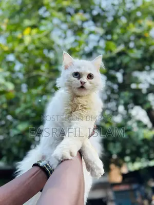 3-6 Months Female Purebred Persian