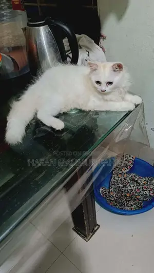 3-6 Months Female Mixed Breed Cat