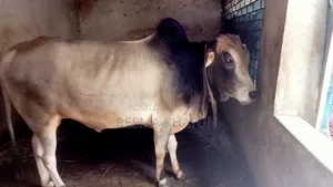 ষাঁড় গরু বিক্রি