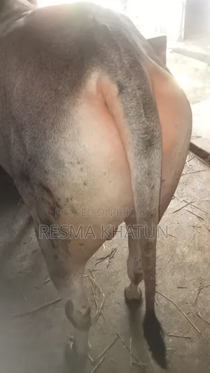 ষাঁড় গরু বিক্রি