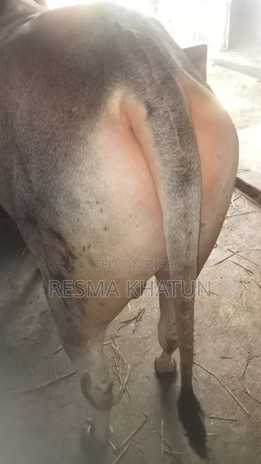 ষাঁড় গরু বিক্রি