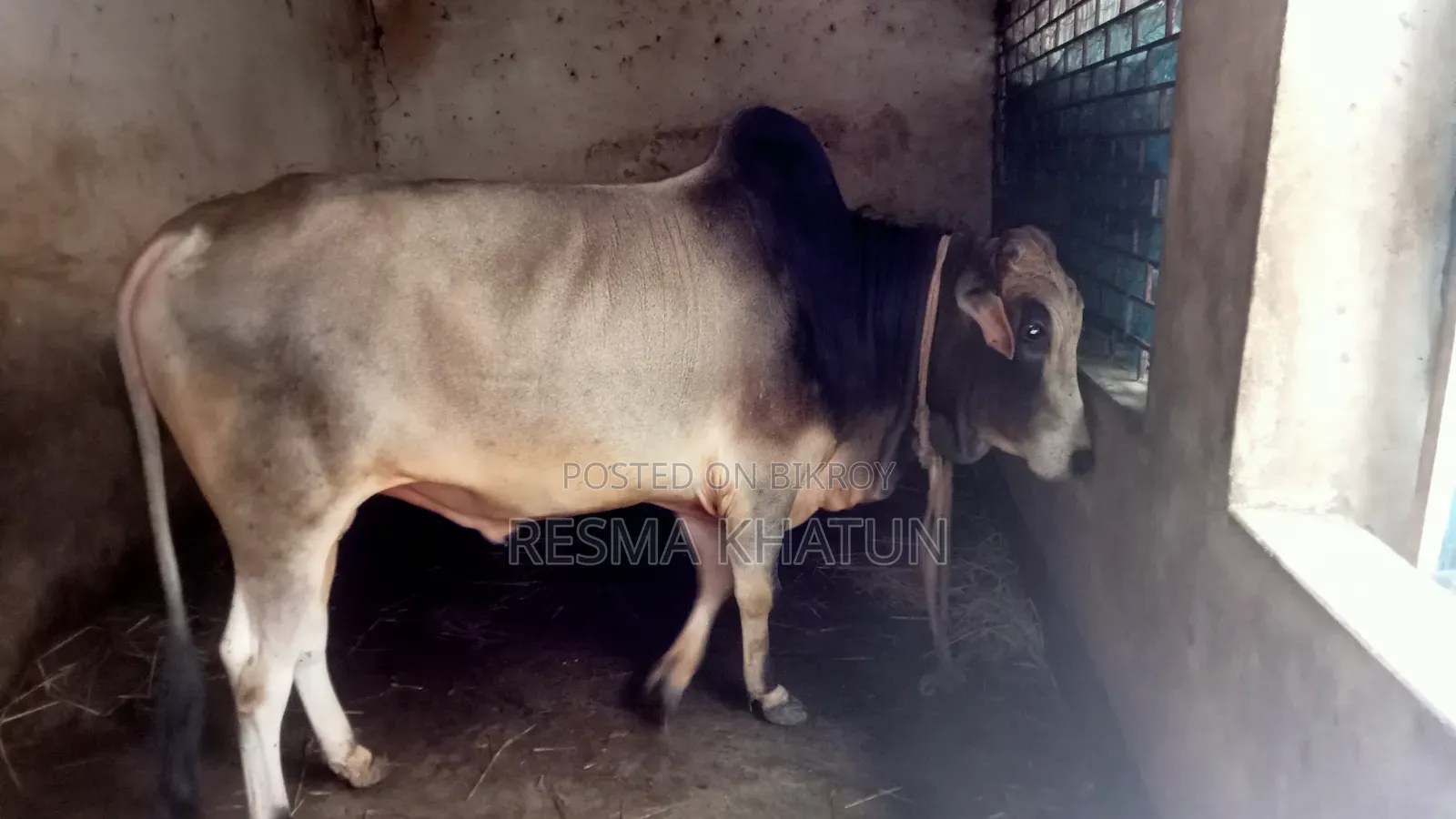 ষাঁড় গরু বিক্রি
