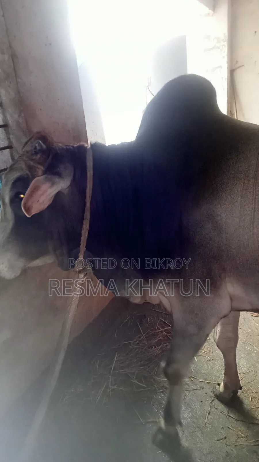 ষাঁড় গরু বিক্রি