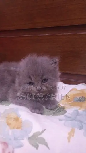 0-1 Month Male Purebred Persian