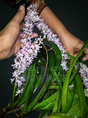 Rhynchostylis Retusa or Foxtail Orchid