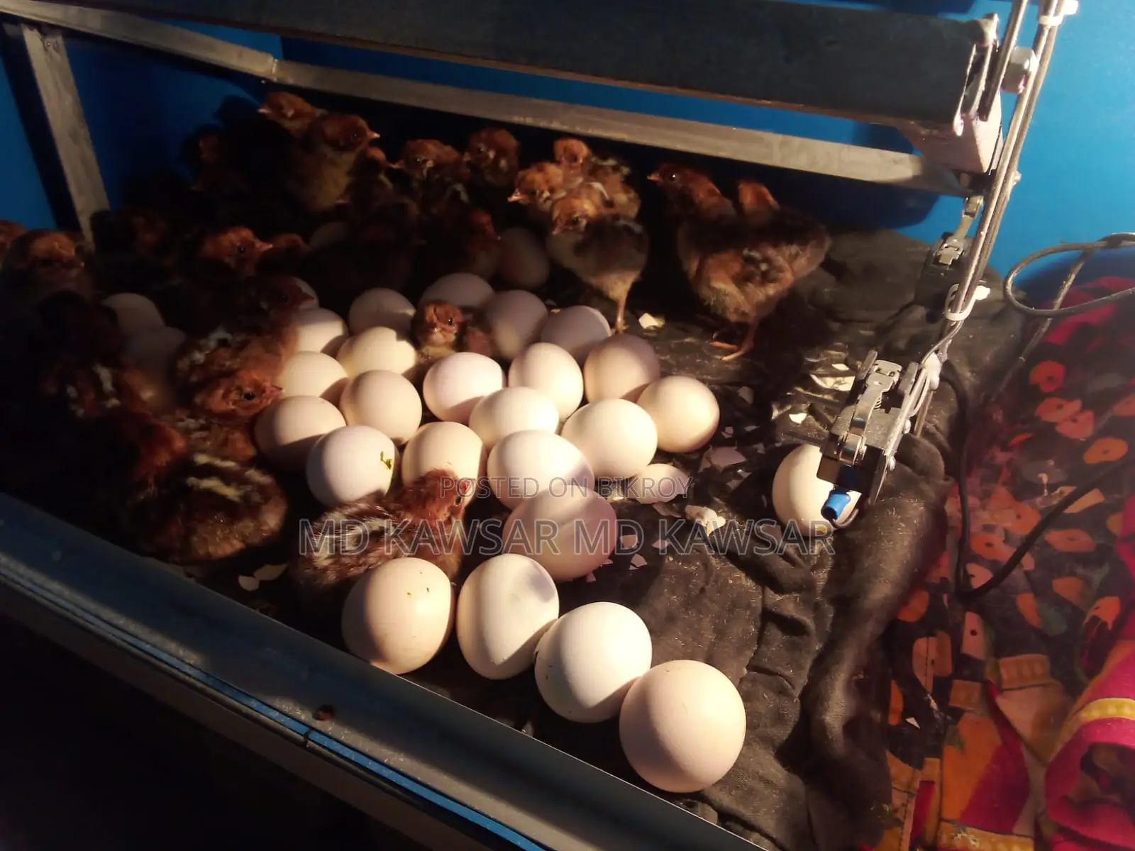 Egyptian chickens of all ages available in Feni