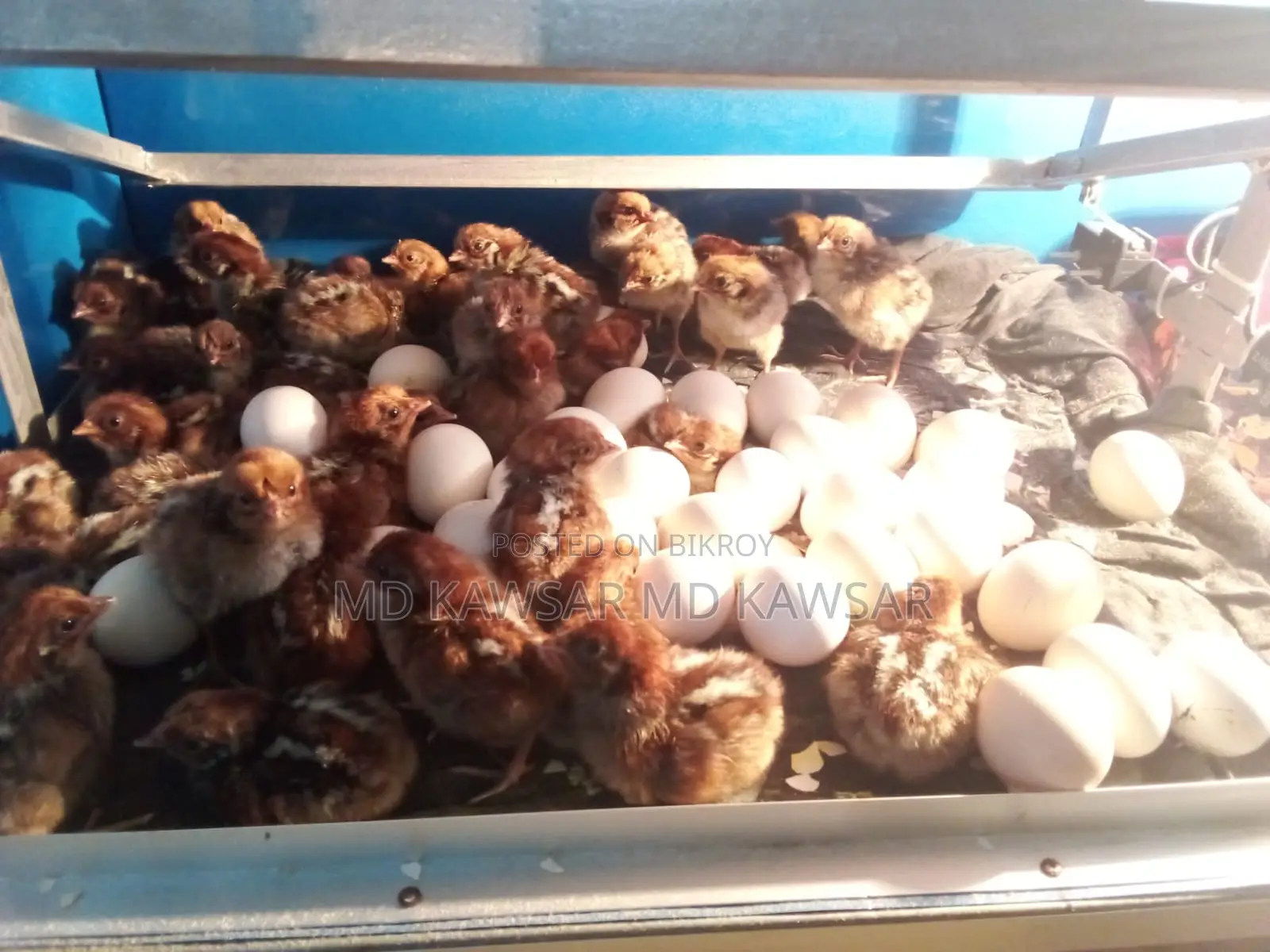 Egyptian chickens of all ages available in Feni