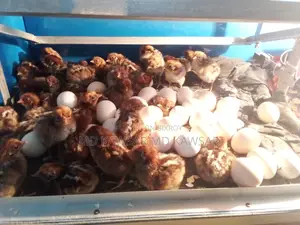 Egyptian chickens of all ages available in Feni
