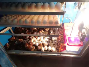 Egyptian chickens of all ages available in Feni