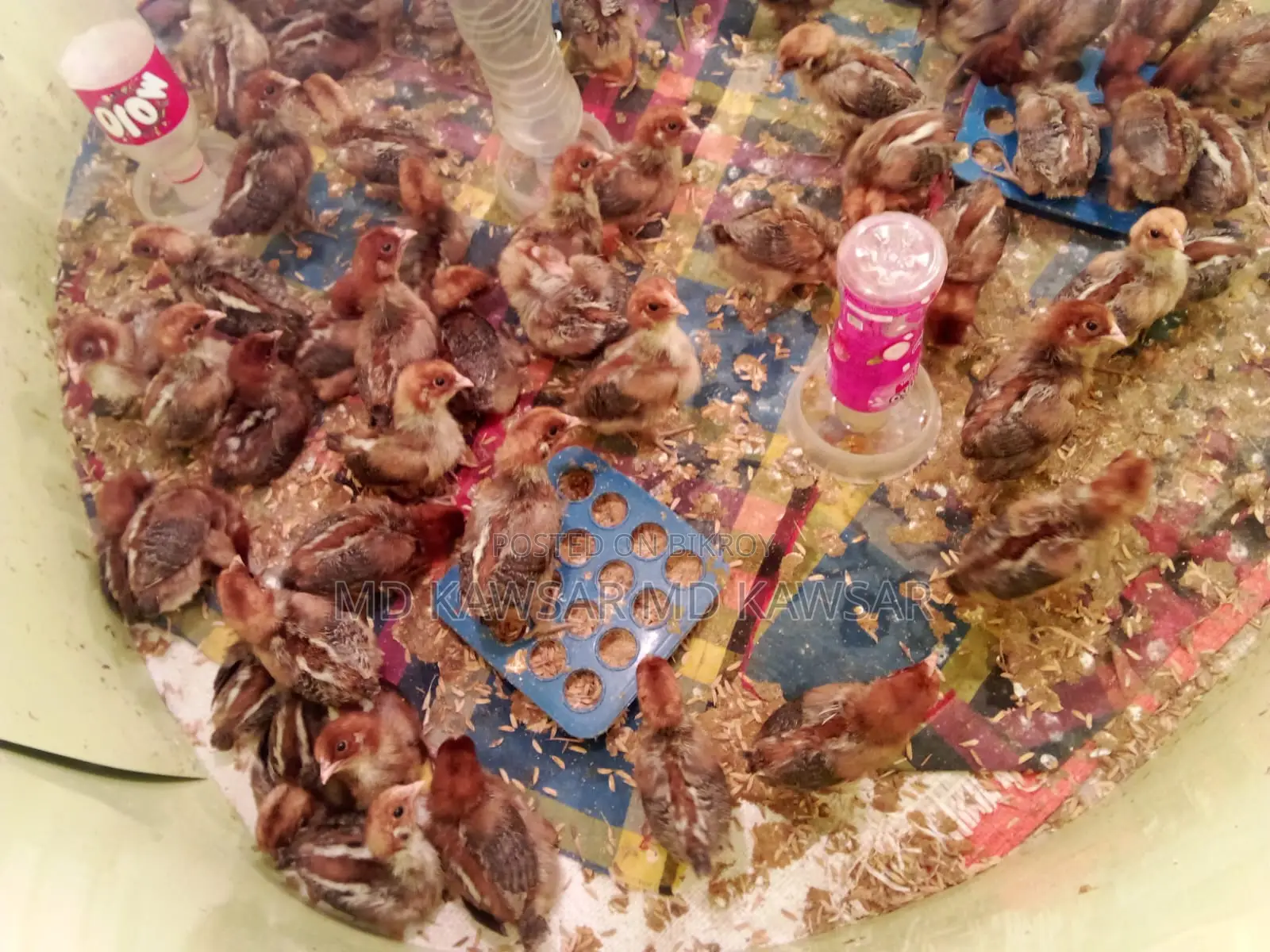 Egyptian chickens of all ages available in Feni