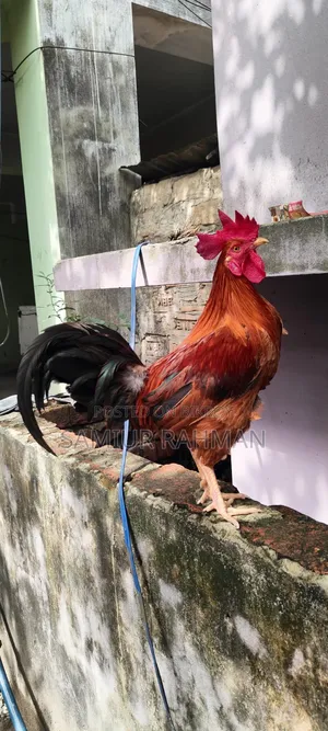 দেশি প্রজাতির মোরগ