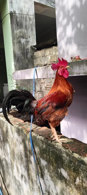 দেশি প্রজাতির মোরগ