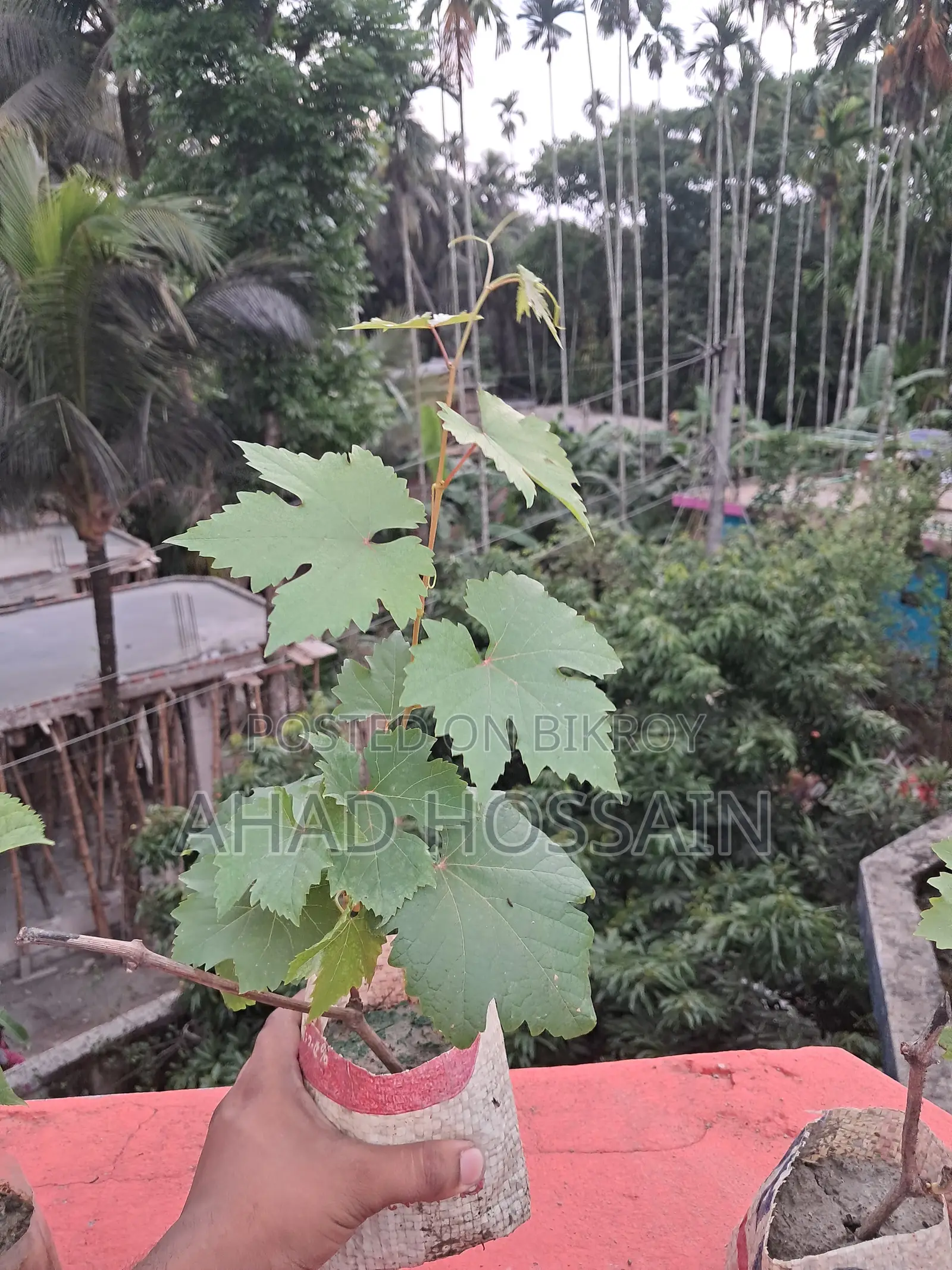Black Grape Sapling