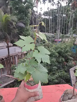 Black Grape Sapling