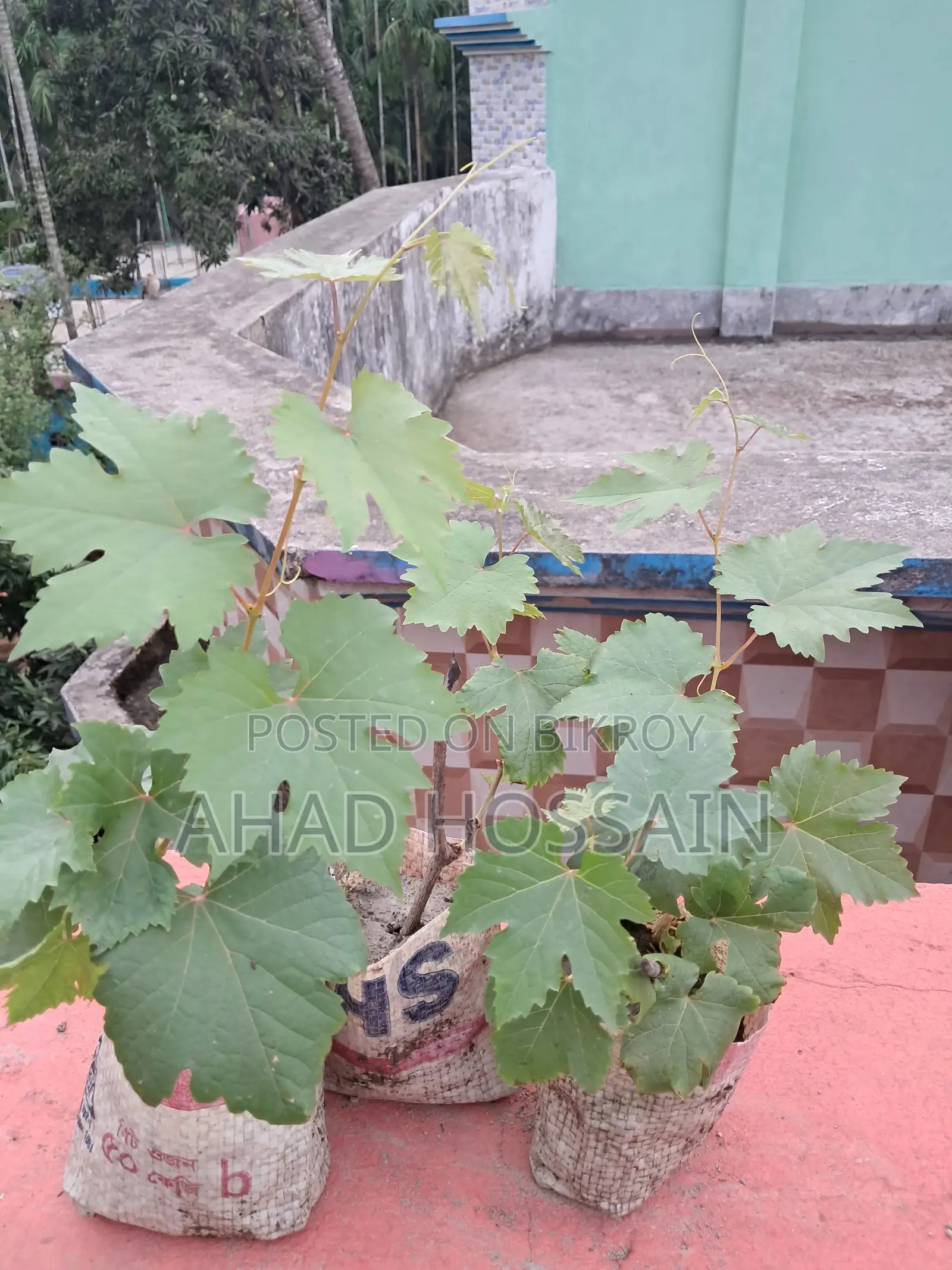 Black Grape Sapling