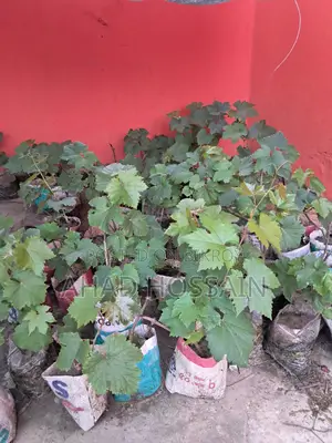 Black Grape Sapling