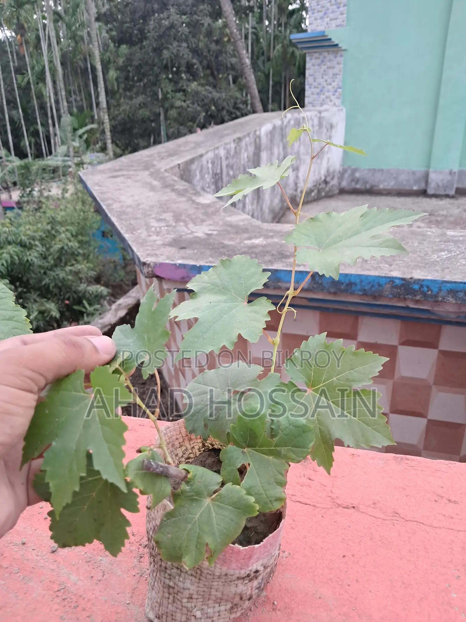 Black Grape Sapling