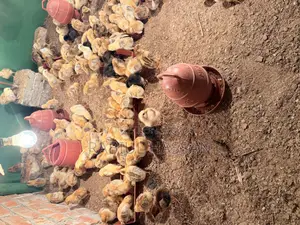 টাইগার মুরগির বাচ্চা
