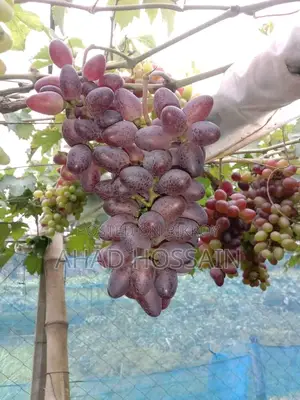 Black Grape Sapling