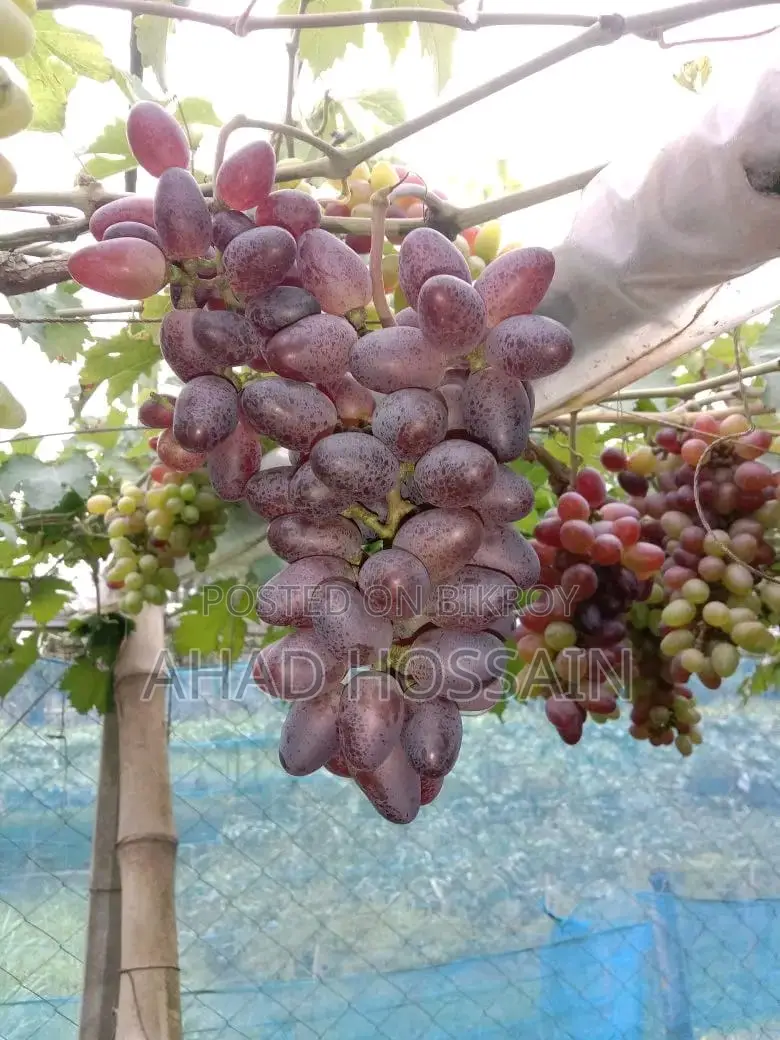 Black Grape Sapling