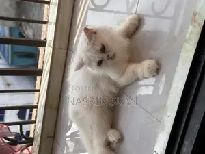 1+ Year Female Purebred Persian
