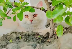 6-12 Months Male Purebred Persian