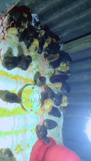 দেশী মুরগীর বাচ্চা বিক্রি হবে।