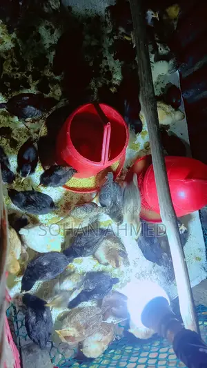 দেশী মুরগীর বাচ্চা বিক্রি হবে।
