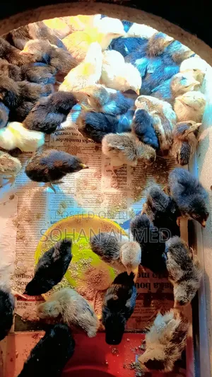 দেশী মুরগীর বাচ্চা বিক্রি করা হয়।