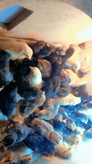 দেশী মুরগীর বাচ্চা বিক্রি করা হয়।