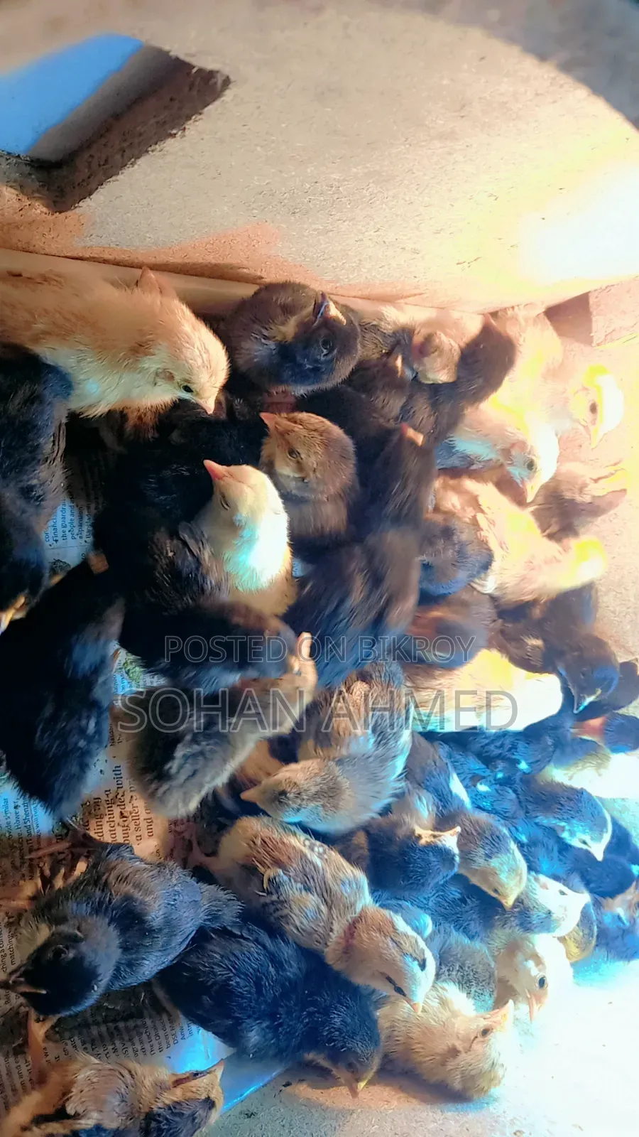 দেশী মুরগীর বাচ্চা বিক্রি করা হয়।