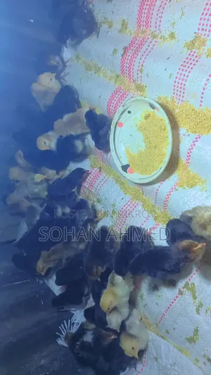 দেশী মুরগীর বাচ্চা বিক্রি করা হয়।