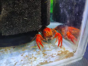 Red Cray Fish 3 Inch Size