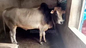 ষাঁড় গরু বিক্রি